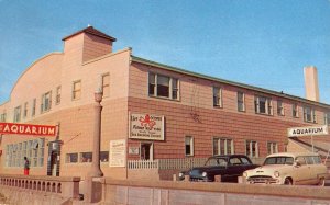 SEASIDE AQUARIUM Seaside, Oregon Seals Octopus 1953 Roadside Vintage Postcard