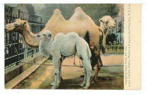 NY - New York City. Central Park Zoo, Camels (father, mother, baby)  ca 1905