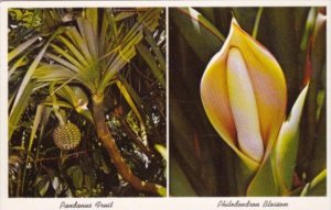 Florida Flowers Pandanus Fruit and Philodendron Blossom At Sarasota Jungle Ga...