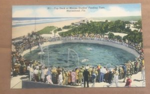 VINT LINEN POSTCARD UNUSED TOP DECK MARINE STUDIOS FEEDING TIME, MARINELAND, FLA