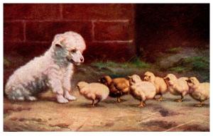 Dog  Puppy with chicks