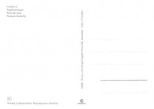 Peacock Butterfly   Switzerland 