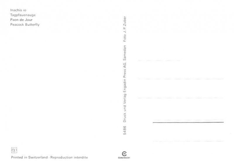 Peacock Butterfly   Switzerland 