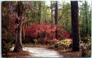 M-42243 Garden Cypress Gardens Charleston South Carolina