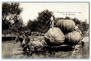 1912 Exaggerated Pumpkins Martin Walker Iowa IA RPPC Photo Antique Postcard