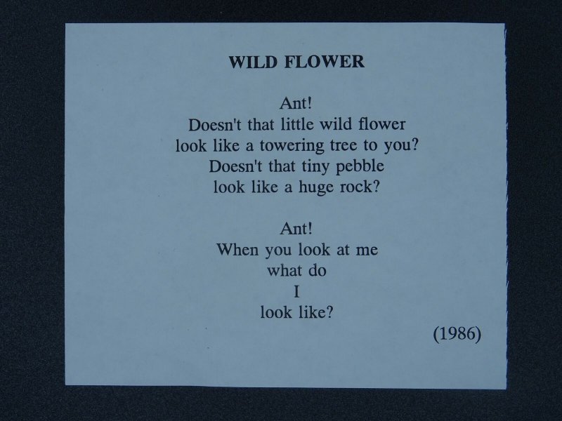 WILD FLOWER Paintings Poems by Japanese Disabled Artist Tomihiro Hoshino PC