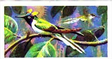 Brooke Bond Trade Card Tropical Birds No 19 Sun Gem