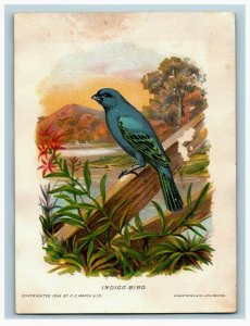 1888 G.E. Marsh & Co. New England Birds Series Fab! Lot Of 5 7D