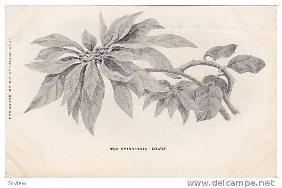 The Poinsettia Flower, 00-10s