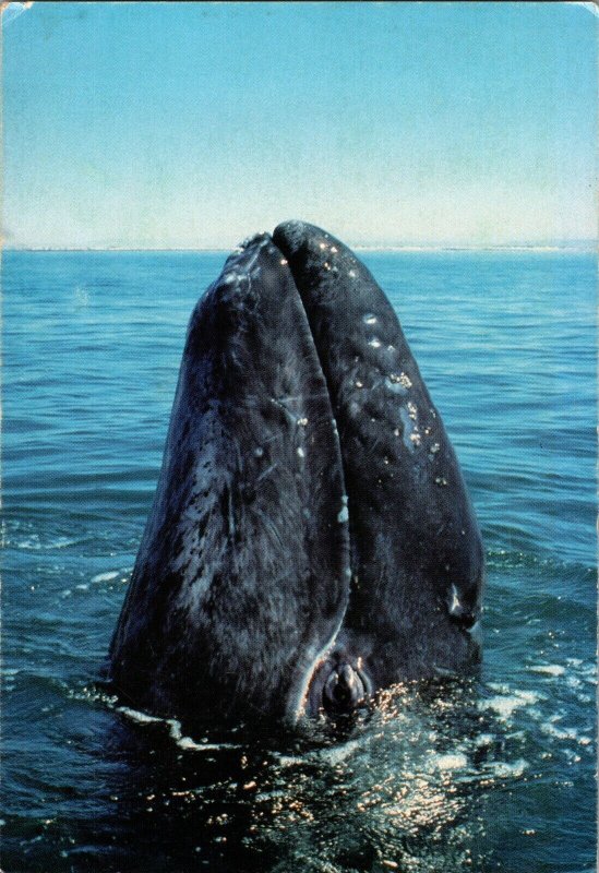 Postcard Gray Whale Nursery San Ignacio Lagoon Baja California, Mexico