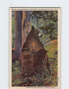 Postcard The Madonna Of The Wilds, Yellowstone National Park, Wyoming