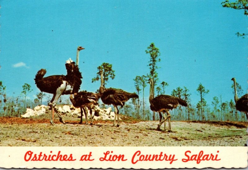 Florida West Palm Beach Lion Country Safari Ostriches