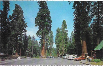 US California - Sequoia National Park, Giant Forest.  Unused.