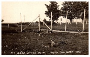 Deer in Enclosure