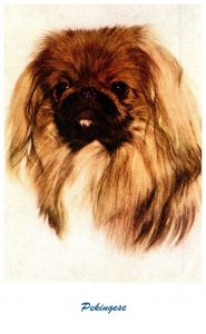 Dogs ,  Pekingese