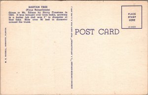 Banyon Tree~Thomas Edison’s Home~Vintage Postcard KB3