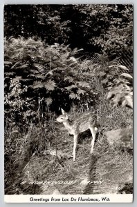 RPPC Lac Du Flambeau Wisconsin Northwoods Fawn Deer Real Photo Postcard U27