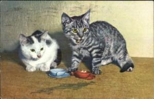 Cute Kittens Kitty Cats Drink From Saucers Postcard