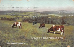 Cows Grazing - Liberty, New York NY  