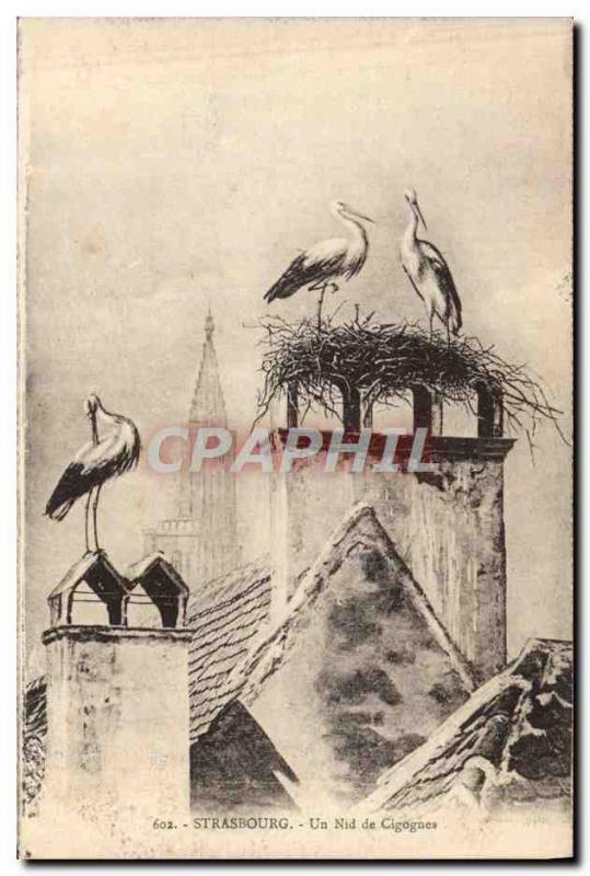 Old Postcard Strasbourg A nest Storks