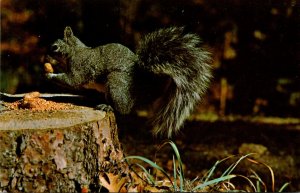 Squirrels Enjoying A Peanut