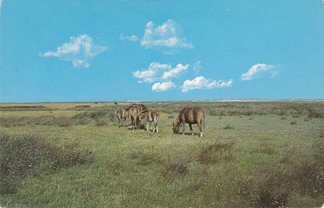 Horses on Ocracoke Island - North Carolina Outer Banks - pm 1969