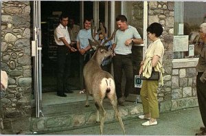 Postcard HOTEL SCENE Jasper Alberta AB AI7816