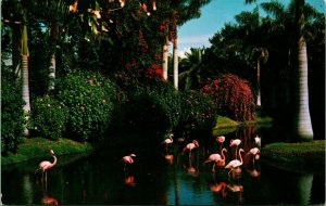 Vtg Chrome Postcard Sarasota Florida FL Jungle Gardens Flamingos Unused UNP