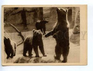 232576 USSR Zoological series Brown bears Vintage postcard