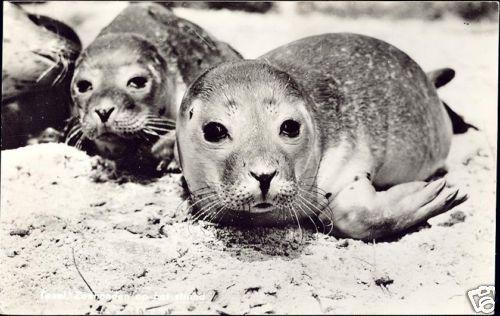 netherlands, TEXEL, SEALS on the Beach (1950s) RPPC