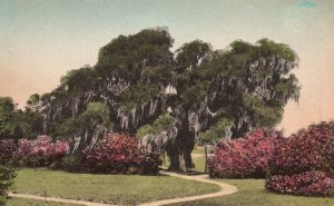 Vintage Postcard Great Oak Middleton Place Gardens Charleston South Carolina SC