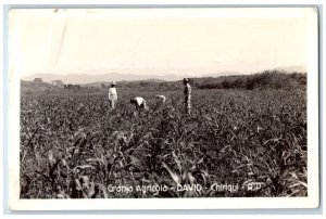 c1940's Farmer Farming Agriculture Field Chiriqui Panama RPPC Photo Postcard 