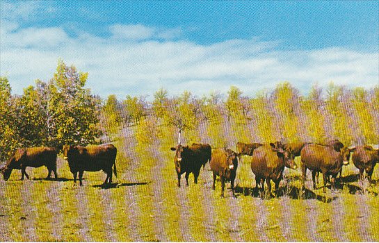 Dual Purpose Herd Of Red Poll Cattle A G Howard Crystal City Manitoba