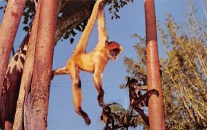 Monkeys Ebertain, Visitors at McKee Jungle Gardens Vero Beach, Florida