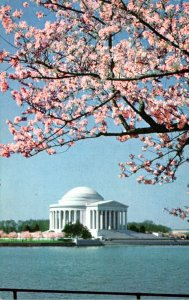 Washington D C Jefferson Memorial With Cherry Blossoms