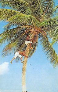 Picking Coconuts Jamaica Unused 