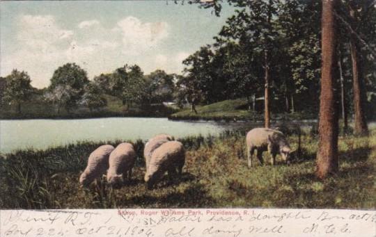 Rhode Island Providence Sheep Roger Williams Park Grazing Sheep 1906