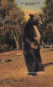 Montana USA Bear Postcard