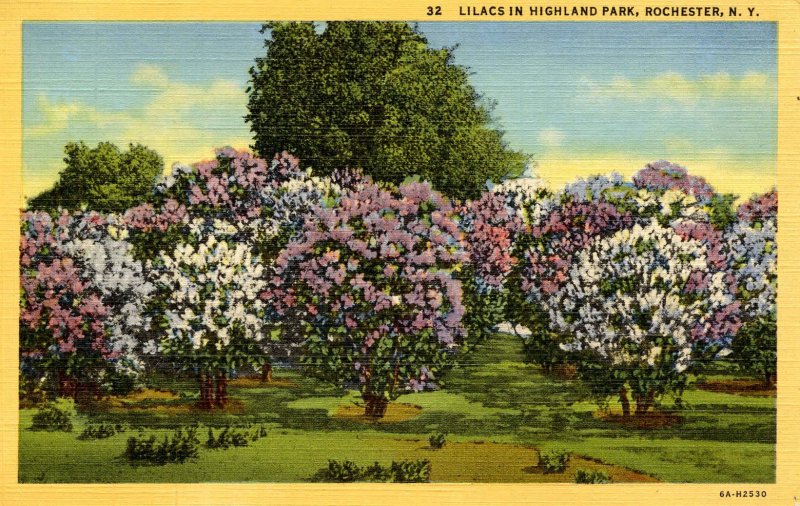 NY - Rochester. Highland Park, Lilacs
