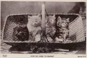 Kittens Cats Going To The Market In Basket Real Photo Old Postcard