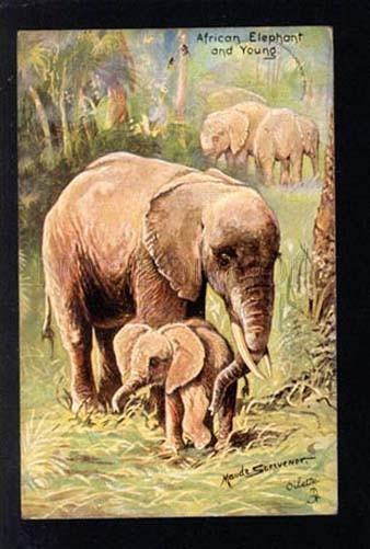 033900 African ELEPHANT. By SCRIVENER. Vintage TUCK PC