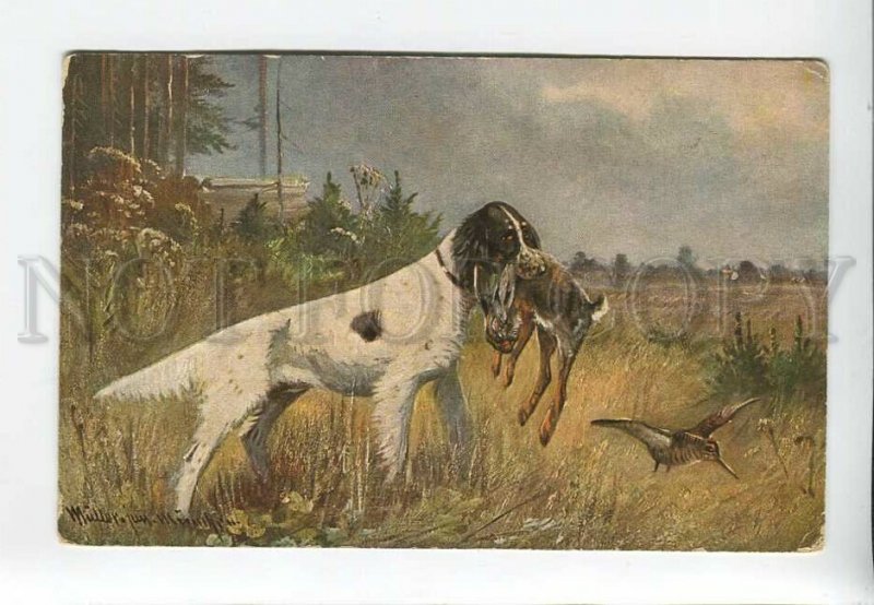 3183027 Bird hunt hare woodcock Setter MULLER Vintage postcard