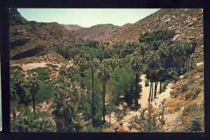 Palm Springs, California/CA Postcard, Palm Canyon