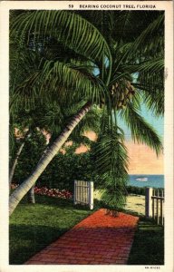 Bearing Coconut Tree Florida Vintage Postcard Standard View Card