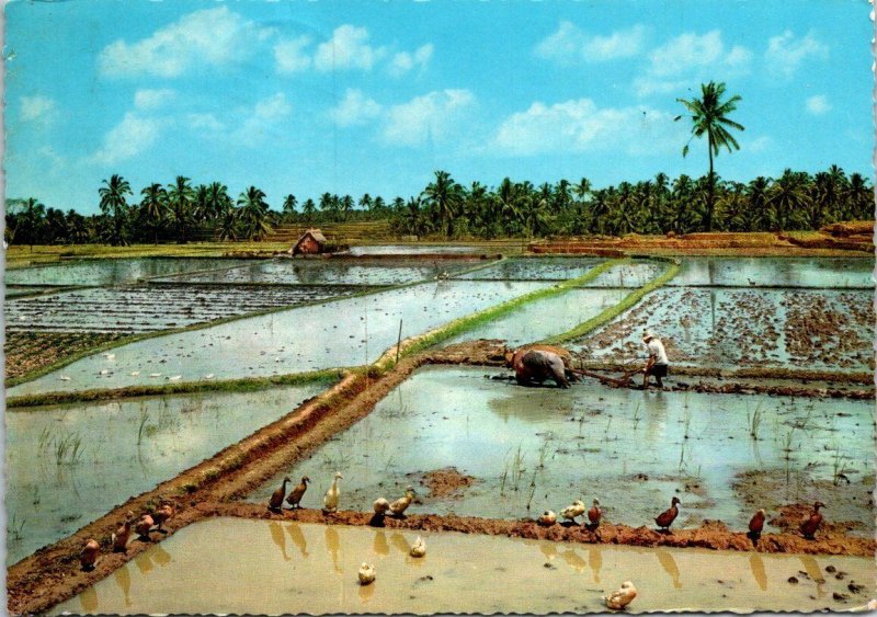 VINTAGE CONTINENTAL SIZE POSTCARD PLANTING THE RICE FIELDS INDONESIA MAILED 1969