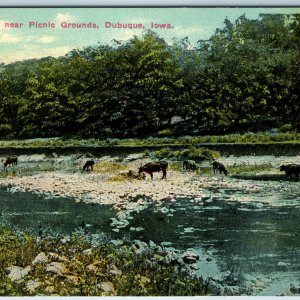 c1910s Dubuque, IA Twin Springs Grazing Cattle a Popular Picnic Destination A208