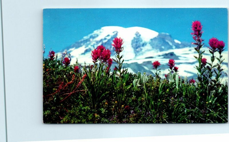 M-25772 Indian Paint Brush Mount Rainier National Park Washington