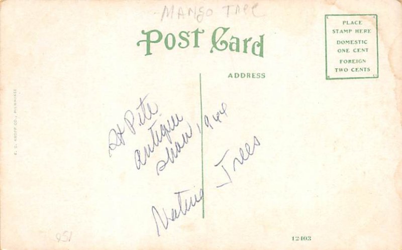 Mango Tree With Fruit Fruit & Vegitables FL Postcard