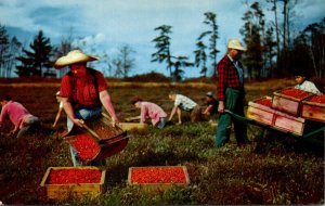 Massachusetts Cape Cod Harvesting Cranberries