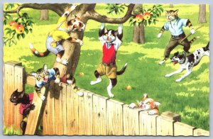 K48/ Mainzer Dressed Cat Cats Hartung c50s Postcard Comic L.I. Climb Trees 213